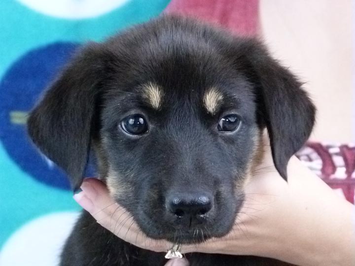 chinook puppy